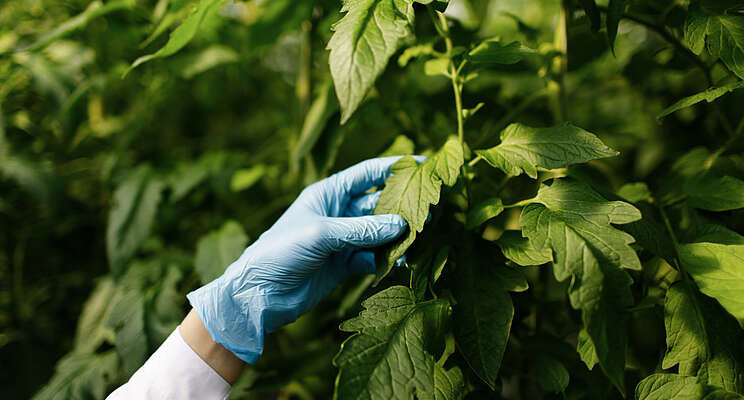 Top greenhouse powdery mildew control strategies Top greenhouse powdery mildew control strategies