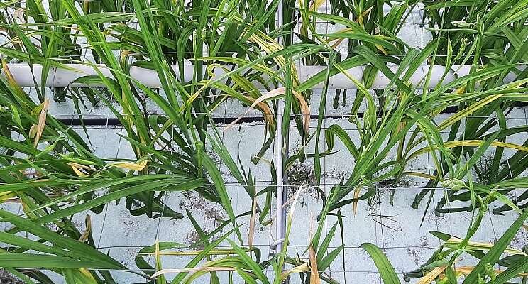 Freesia cultivation possible without steaming the soil? Freesia cultivation possible without steaming the soil?