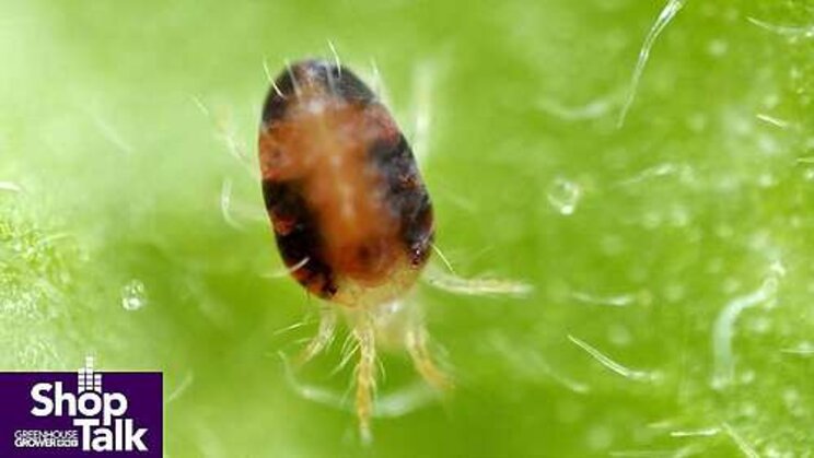 The earliest sign for twospotted spider mite is knowing your crop The earliest sign for twospotted spider mite is knowing your crop