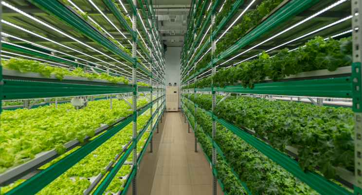 Vertical farming demand to rise substantially in future Vertical farming demand to rise substantially in future