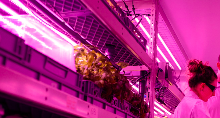 The indoor vertical organic farm is putting roots down The indoor vertical organic farm is putting roots down