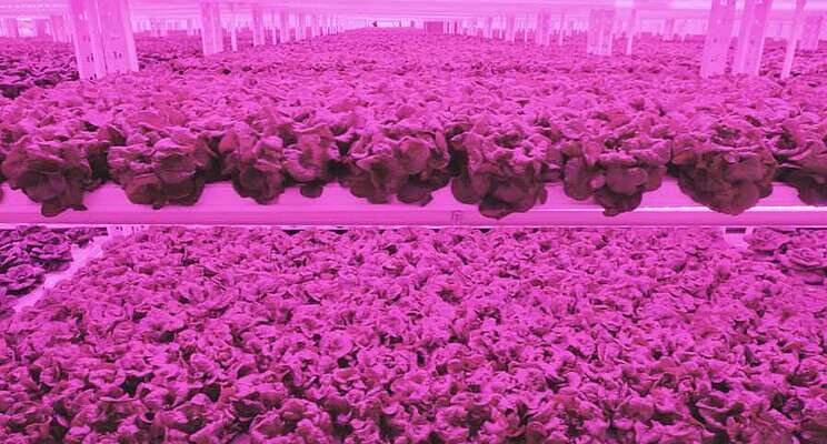 Vertical farming leader expands into the rockies Vertical farming leader expands into the rockies