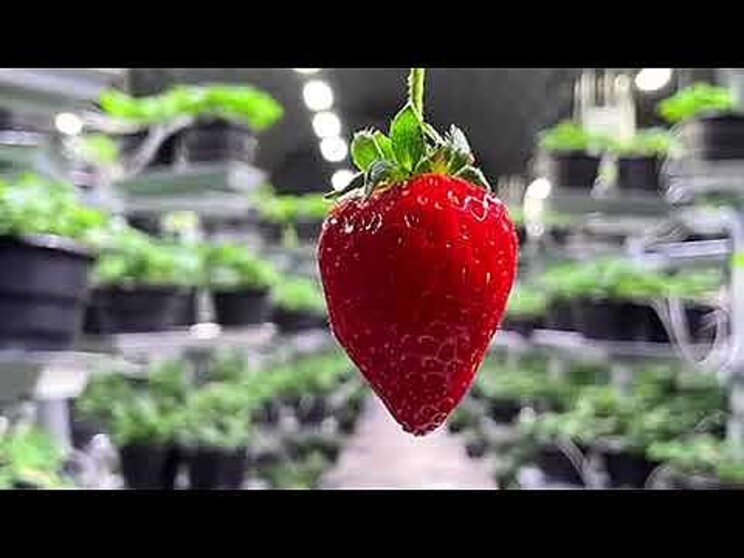 Vertical farmer launches strawberries in British Columbia Vertical farmer launches strawberries in British Columbia