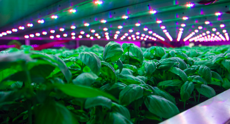 Vertical Farming: Aiming to feed the future Vertical Farming: Aiming to feed the future