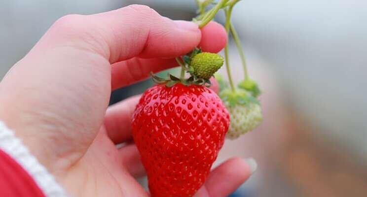 Vertical farming will deliver 'British strawberries year round'