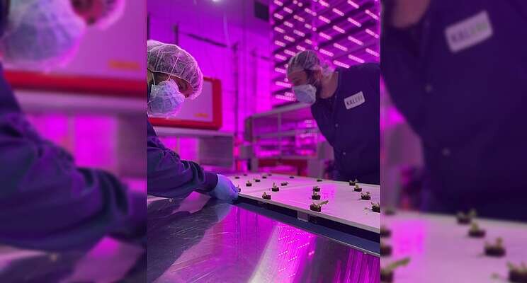 Kalera opens new Mile High vertical farming facility in Denver Kalera opens new Mile High vertical farming facility in Denver