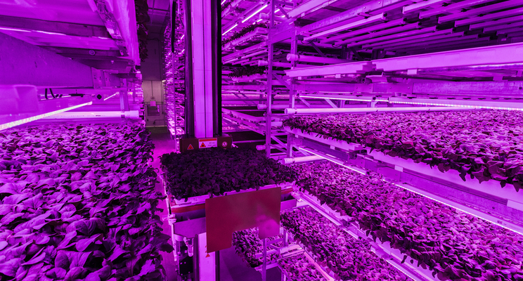 Can vertical farms be the answer to food safety concerns? Can vertical farms be the answer to food safety concerns?