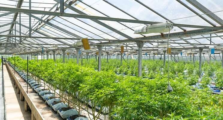 Creating a sustainable future for cannabis with data science Creating a sustainable future for cannabis with data science