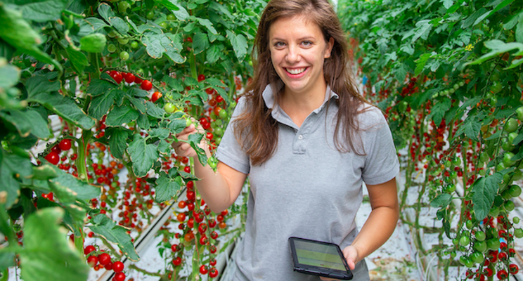 Rijk Zwaan autonomous growing trial delivers confidence Rijk Zwaan autonomous growing trial delivers confidence