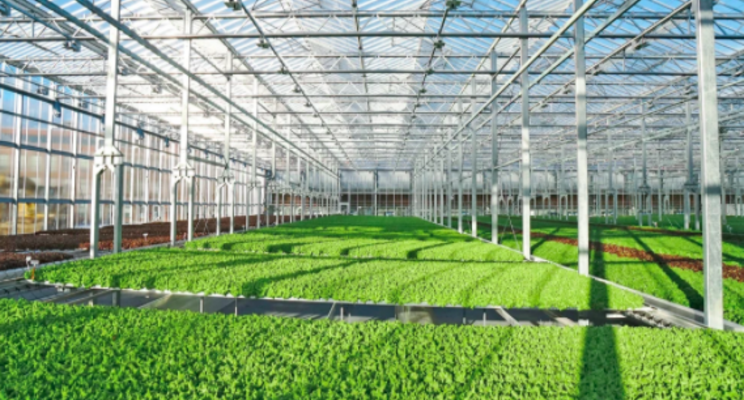 Urban greenhouse firm set to double its footprint this year Urban greenhouse firm set to double its footprint this year