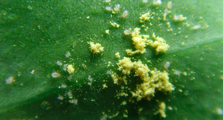 Take preventative action with challenging cucumber pests Take preventative action with challenging cucumber pests