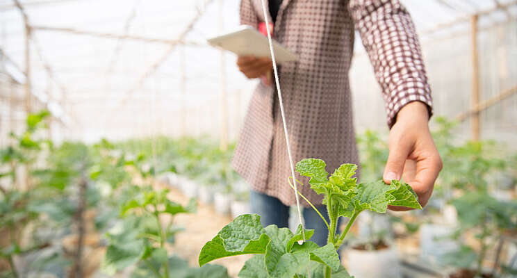 CEA growers to benchmark their water and energy use CEA growers to benchmark their water and energy use