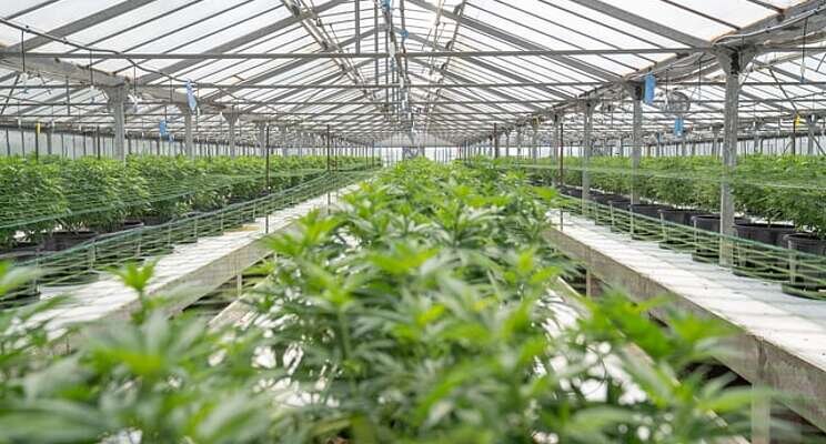 Glass House Farms nets license for new cannabis facility