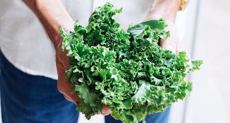 Pick n Pay launches 'vertical farm' operations at some stores Pick n Pay launches 'vertical farm' operations at some stores
