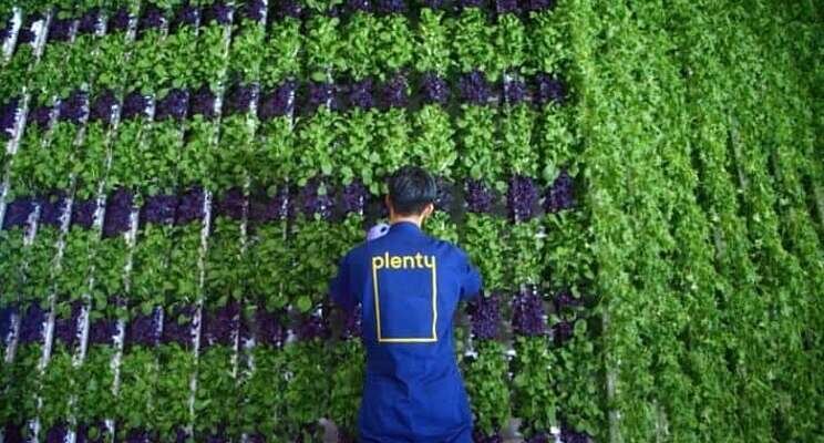 Discolls and Plenty to develop exclusive strawberry vertical farm Discolls and Plenty to develop exclusive strawberry vertical farm