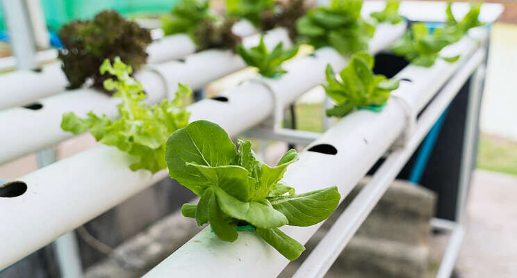 A guide to planning a commercial aquaponics greenhouse A guide to planning a commercial aquaponics greenhouse