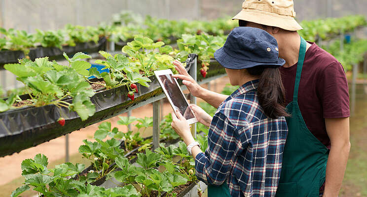 Greenhouse strawberry growers have new digital tech option Greenhouse strawberry growers have new digital tech option