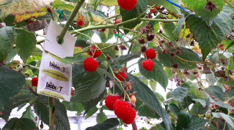 Protect raspberry plants preventively against spider mite Protect raspberry plants preventively against spider mite