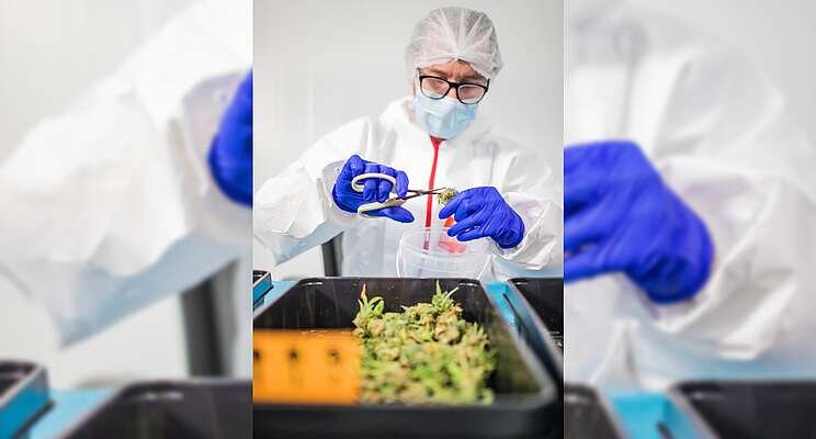 Signify and Perfect Plants expand collaboration on cannabis Signify and Perfect Plants expand collaboration on cannabis