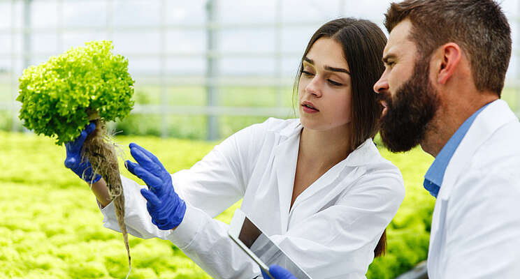 Lettuce could protect astronauts' bones on Mars trip