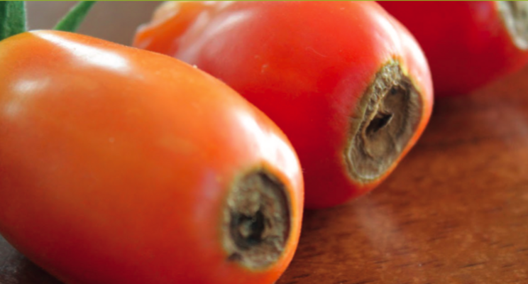 WHITEPAPER | Prevention of blossom end rot in tomatoes WHITEPAPER | Prevention of blossom end rot in tomatoes