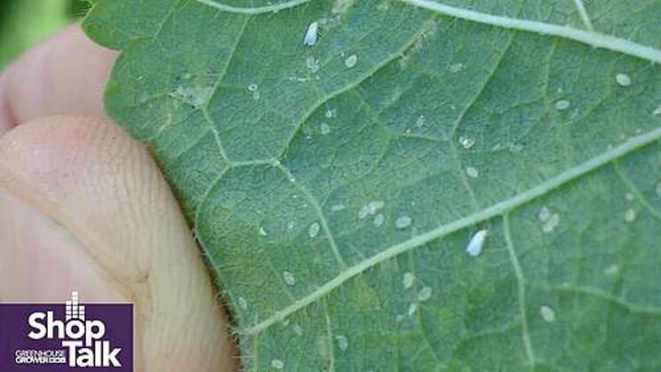Watch out for all life stages of greenhouse whiteflies Watch out for all life stages of greenhouse whiteflies
