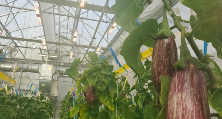 ITAQ chooses Sollum for greenhouse research ITAQ chooses Sollum for greenhouse research