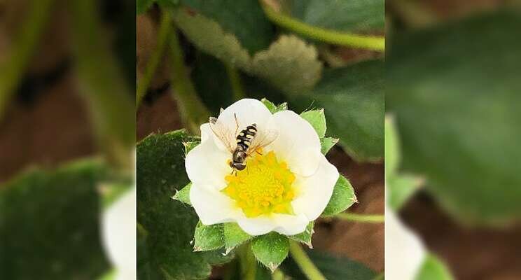 Eupeodes-System has key role to play in aphid control Eupeodes-System has key role to play in aphid control