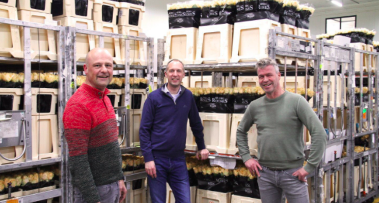Dutch rose growers to launch new online flower auction Dutch rose growers to launch new online flower auction