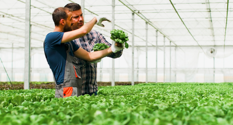 Duets: Hydroponic growing systems for small growers Duets: Hydroponic growing systems for small growers