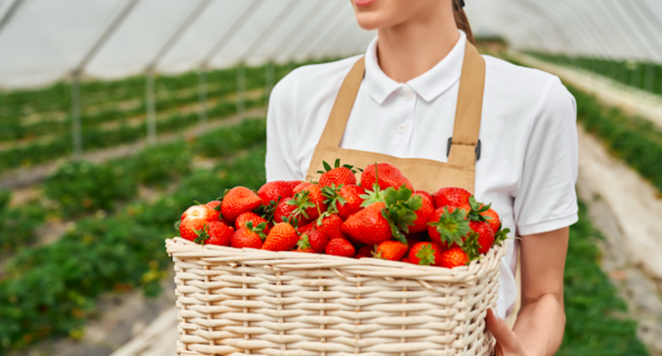 Korean-funded Smart Greenhouse showcases strawberry production Korean-funded Smart Greenhouse showcases strawberry production