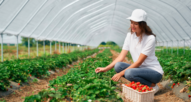 Nature Fresh expands indoor strawberry production Nature Fresh expands indoor strawberry production