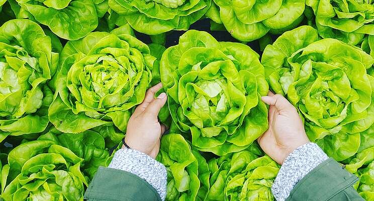 London vertical farming company becomes a B Corp London vertical farming company becomes a B Corp