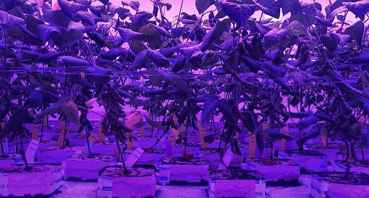 Protein-rich crops: Growing soybean in vertical farms Protein-rich crops: Growing soybean in vertical farms