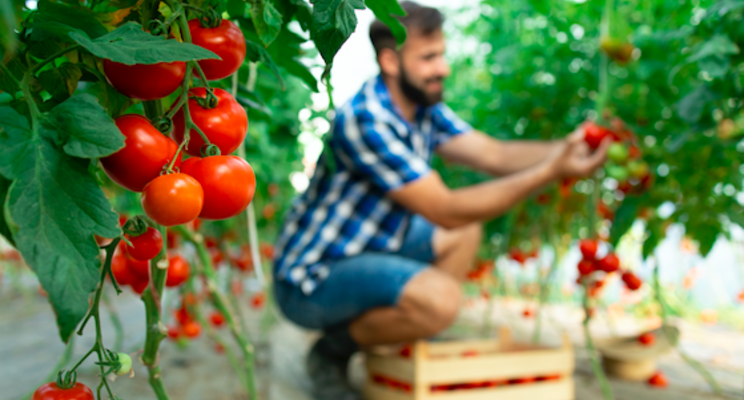'Sugar dots' technology to supercharge crop growth 'Sugar dots' technology to supercharge crop growth