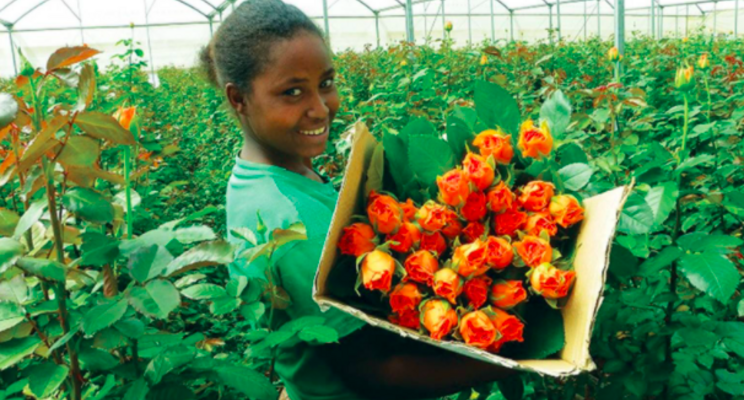 Ethiopian horti export generates $286 M Ethiopian horti export generates $286 M