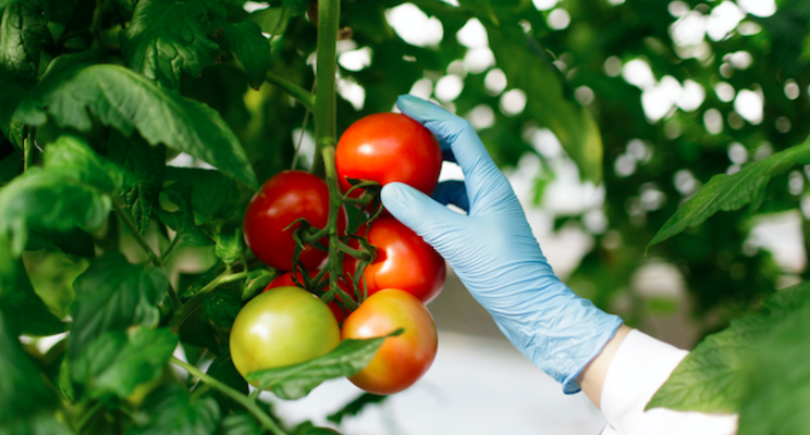 Can amino acid also be developed as pesticide against plant viruses? Can amino acid also be developed as pesticide against plant viruses?