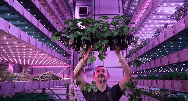 Vertical farming key element to growing Vertical farming key element to growing