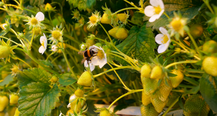 Successful pollination during cold days thanks to Bee-Coat Successful pollination during cold days thanks to Bee-Coat