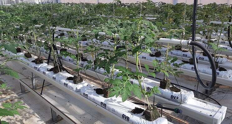 Nitrogen in the air can be used as fertilizer Nitrogen in the air can be used as fertilizer