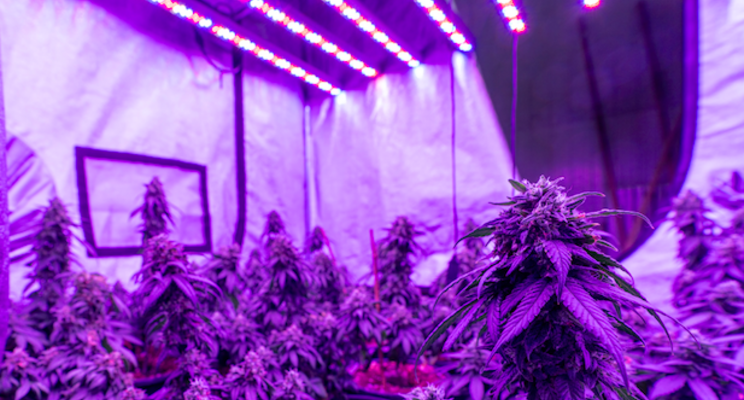 Health Canada to approve MustGrow Crop Biofumigant Health Canada to approve MustGrow Crop Biofumigant