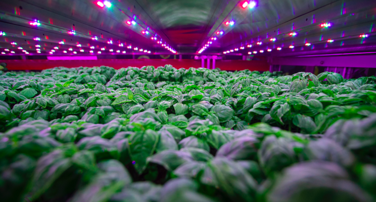 Vertical farming rising to tackle global food crisis Vertical farming rising to tackle global food crisis