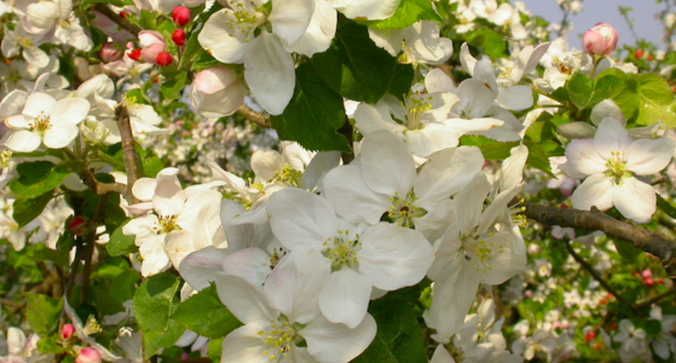 Bluestim protects fruit blossoms from night frost Bluestim protects fruit blossoms from night frost