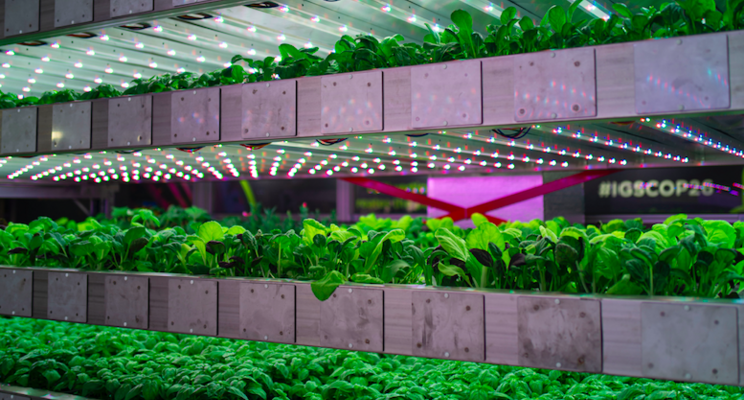 Eden Towers works with IGS to build indoor farming system Eden Towers works with IGS to build indoor farming system
