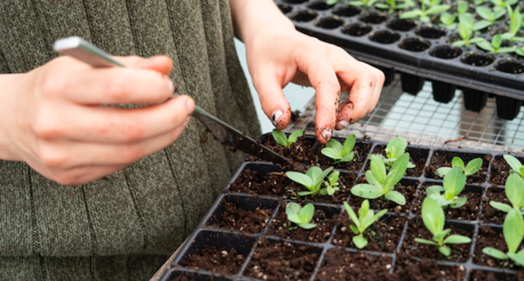£500k boost for indoor crop tech that could help UK £500k boost for indoor crop tech that could help UK