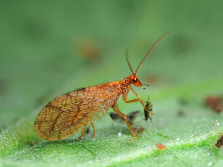 Micromus-System optimises aphid control Micromus-System optimises aphid control