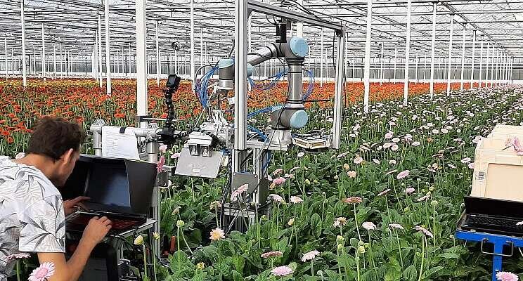 Harvesting robot uses scissors to harvest Harvesting robot uses scissors to harvest