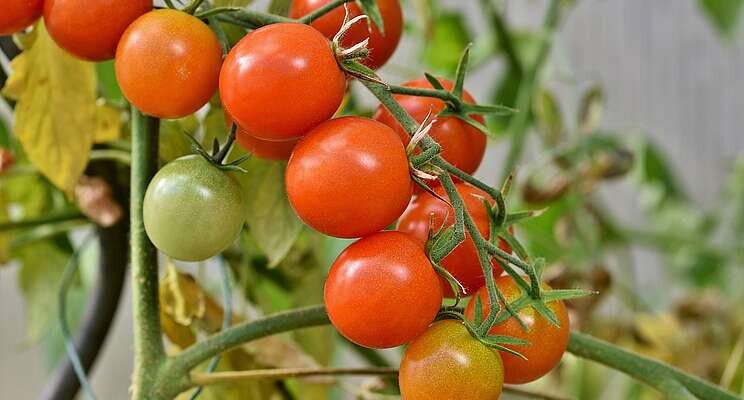 10.000 tons of tomatoes exported in Jan 2022 10.000 tons of tomatoes exported in Jan 2022