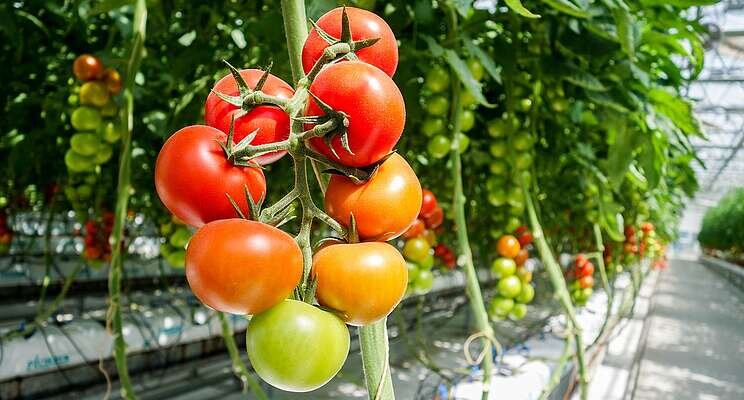 Developing tomatoes best suited for indoor production Developing tomatoes best suited for indoor production