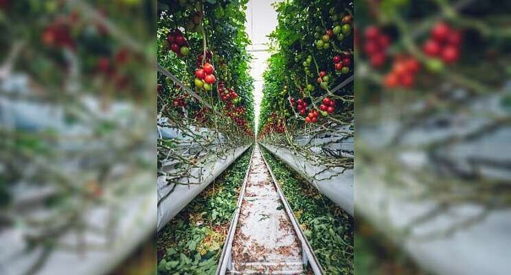Industrial sustainability: Power to the tomatoes! Industrial sustainability: Power to the tomatoes!